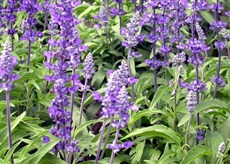 Եղեսպակ դեղատու - Шалфей лекарственный - Salvia officinalis